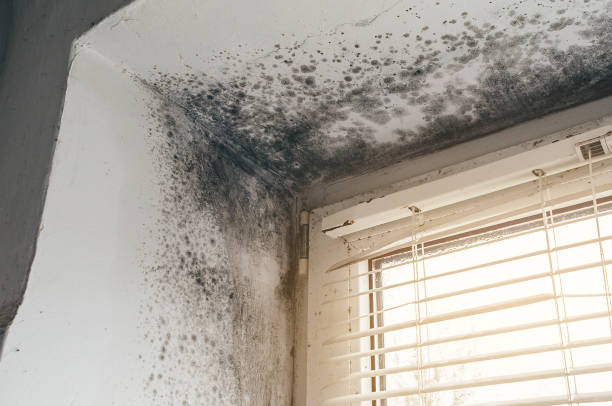 Affordable Commercial Mold Remediation solutions in Alamance, NC